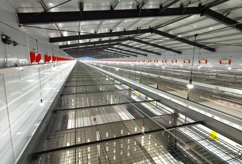 Automated breeding equipment for chicken density